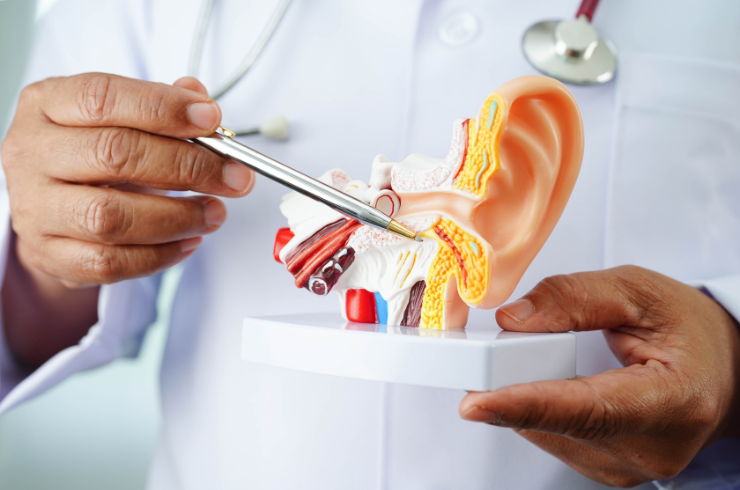 ENT (Otolaryngology)